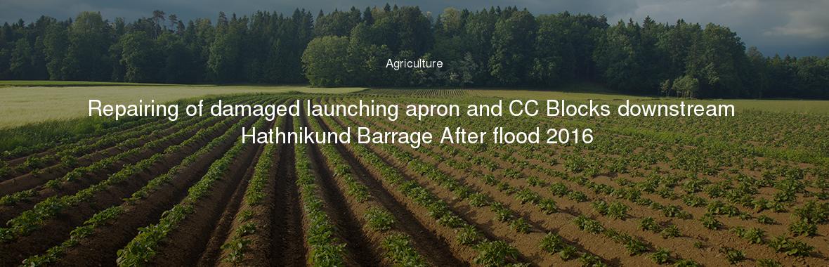 Repairing of damaged launching apron and CC Blocks downstream Hathnikund Barrage After flood 2016
